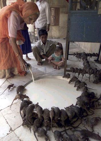 mouses helper